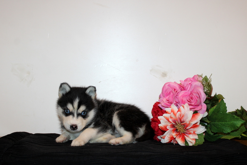 puppy, for, sale, Pomsky, Matthew B. Stoltzfus, dog, breeder, Gap, PA, dog-breeder, puppy-for-sale, forsale, nearby, find, puppyfind, locator, puppylocator, aca